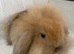 Mini lop lions ready 4th June