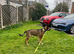 7yr old German shepherd x American bulldog