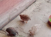 Chinese quail
