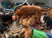 Stunning show type cocker spaniel puppies