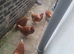 Hen for sale on Stoke on trent