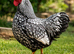 Pure breed Silver laced wynadotte hatching eggs