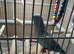 Bonded male and female American parolets