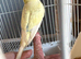 Female budgie for sale 2yrs
