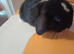 Pure mini lop ready to reserve