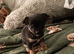 Tiny chihuahua boys