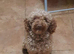 Beautiful cockapoo F1b puppies
