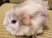 Fluffy grey and white baby boar