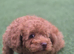 Male toy poodle puppy