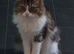 Beautiful mixed tabby female cat