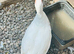 Muscovy pair