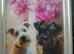 Miniature schnauzer puppies