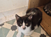 2 beautiful bsh kittens