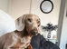 Isabella tan minature daschund