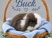 Pure breed Mini lops