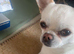 3 year old rare Russian chihuahua boy kc