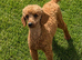 READY NOW F1 Cockapoo boy