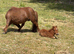 Mare and filly foal