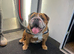 Stunning Traditional Red/White Female for Sale