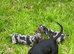 Dapple sausage dog puppy