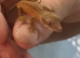 Baby crested geckos