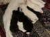 Turkish Angora cross, 6 x Kittens, reserve your own kitten now. Ready to go in 10 days