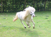 Looking Glass Swagger (dilute Appaloosa)