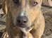 Lurcher x Staffy boy