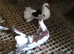 English garden fantail pigeons for sale