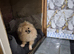 Pomeranian female 7 months old ready now