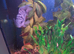 Severum and other fish for sale prices are in the description