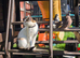 Female cat in Wembley