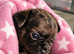 F1b Cocker Pug Puppies Boy & Girl