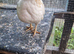 2 Serama Hens £80 for pair