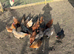 Point of Lay hens
