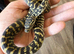 Baby zebra jungle carpet python