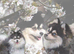 Toy size pomskies