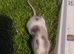 pet mice delivery available