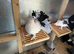 Beautiful Young Pair of Tail Marks Looking for a New Home