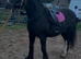 For sale dior 14.3hh cob mare