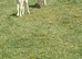 Very nice ride and drive cob mare 8 years old
