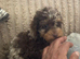 Litter of cockapoo puppies