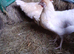Lovely silver Sussex and many other breed chickens, point of lay