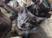 7 kittens for sale