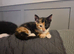 Four lovely and lively Kittens for sale