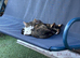 Siblings need a home