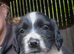 4 beautiful springer spaniel boys
