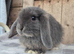 Blue otter mini lop girls.