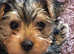Wanted - Yorkshire terrier stud
