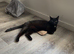 Rehoming 7 year old